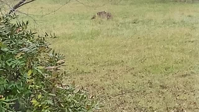 Coyote pounces on prey