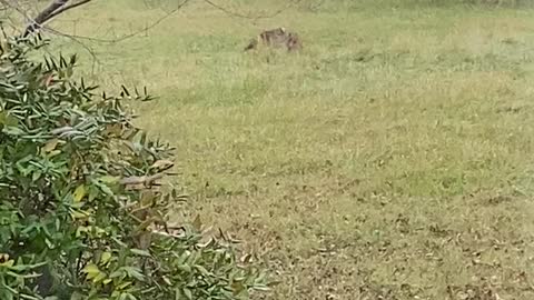 Coyote pounces on prey