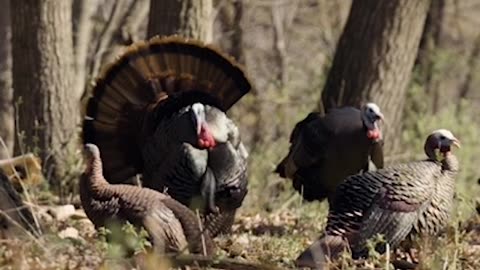 Which turkey would you take aim at? Full hunt on our channel!