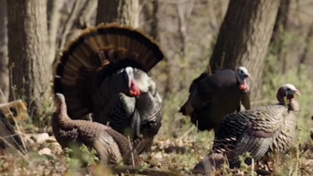 Which turkey would you take aim at? Full hunt on our channel!