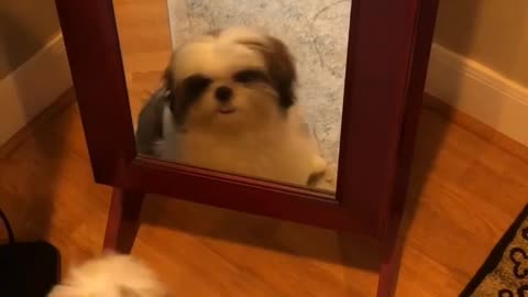 Cute cute very cute animals funny videos trending