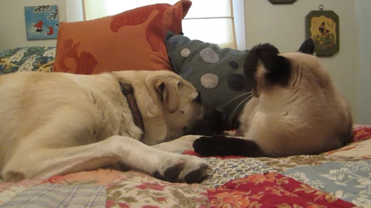 Cat boxing dog. Who wins ?