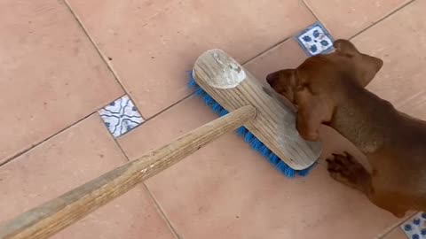 Broom Is Dachshund's Enemy
