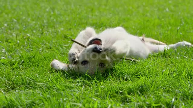 Cute Puppy is Playing stock video