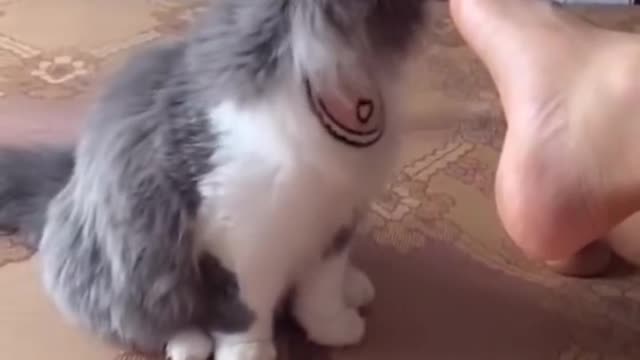 cat funny reaction | Funniest Cats and Dogs