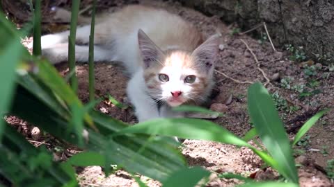 Fluffy Kitten Has Scare in the Bush