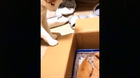 funny cats-cats pushes the kitten into ....... 😂😂😂