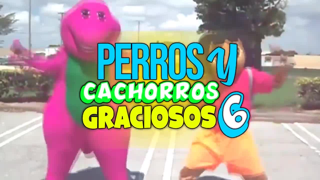 PERROS Y CACHORRITOSS GRACIOSOS