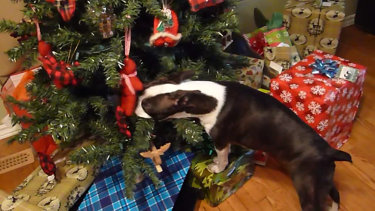 Boston Terrier can't refrain from attacking tree