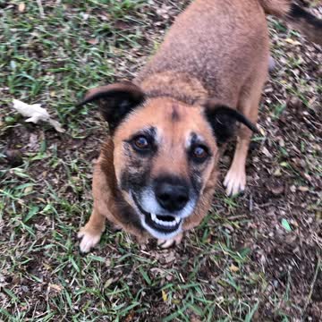 Dog refuses to do any tricks