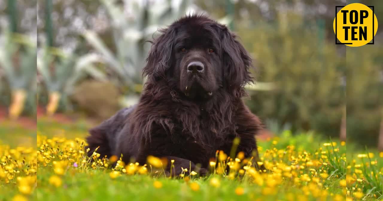 Top 10 Big Dog Breeds