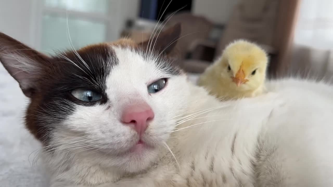 The Cat is Shocked by the Chick sleeping on it like a pillow