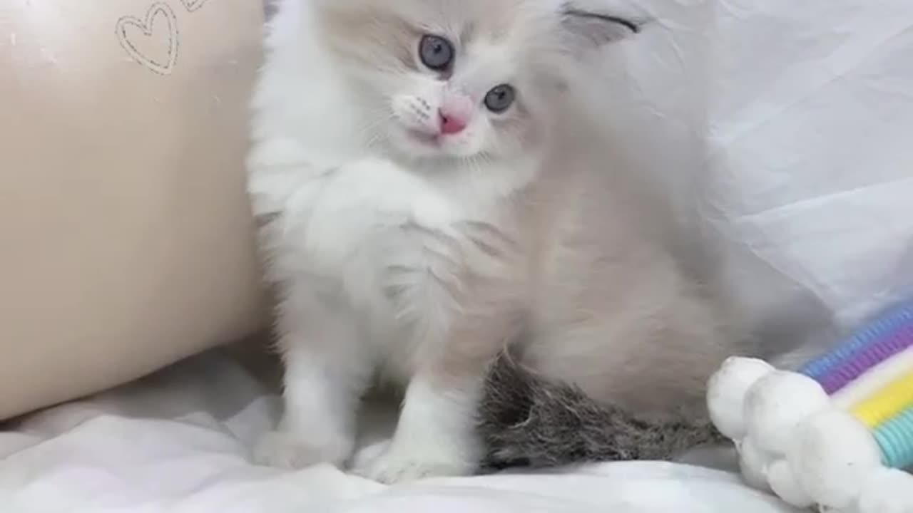 Cute cat😍😍