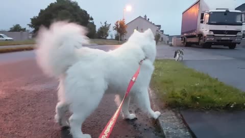 Samoyed vs cat