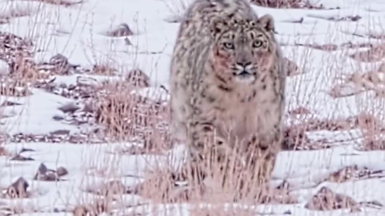 Snow leopard in the snowy mountains