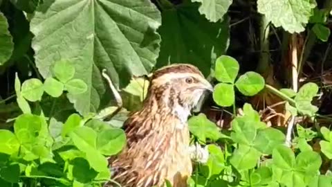 A Quail Rooster Crow