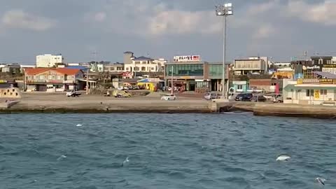 seagull and ship