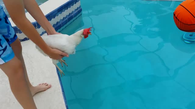 Can chickens swim?