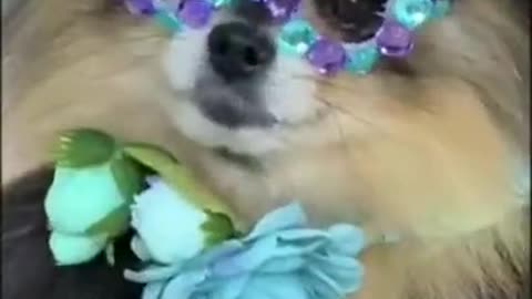 Funny animals video🤣🤣🤣🤣🤣