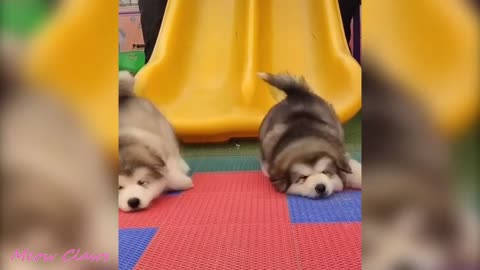 Baby Alaskan Malamute Cutest and Funniest Moments New Compilation 😍| Try Not To Laugh.