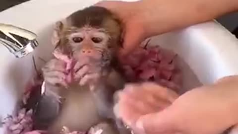 Small monkey shawar | Noor Videos