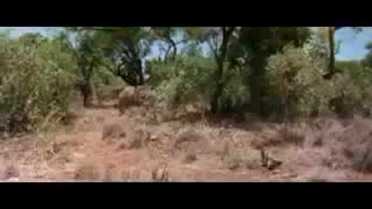 The Gods must be crazy funny scene ( 240 X 320 )