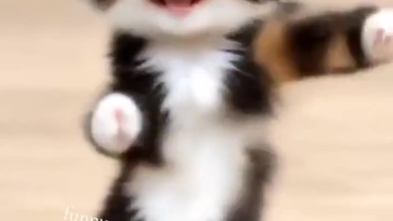 Cat dance video