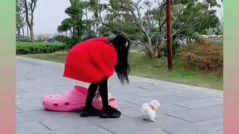 Cats and dogs funny videos