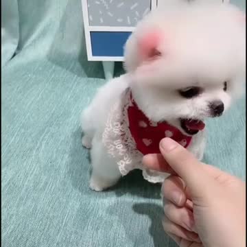 A small white dog playing funn