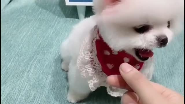 A small white dog playing funn