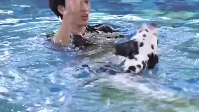 Animals dogs swimming cute dogs