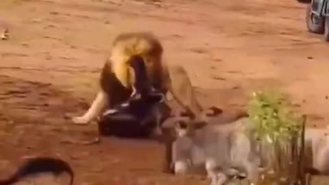 Male lion teaches lioness how to hunt.