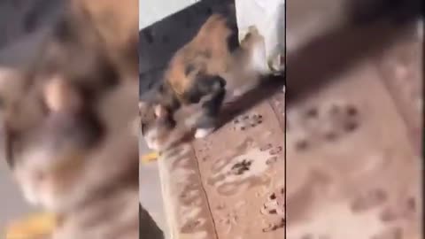I Tried Watching FUNNIEST CATS for 30 Days Here's What Happened
