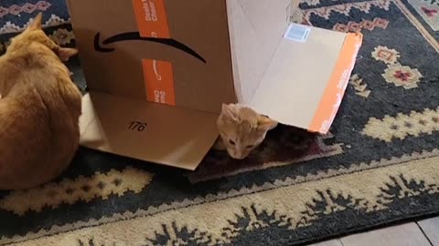 Orange Cat Emerges From Underneath Cardboard Box