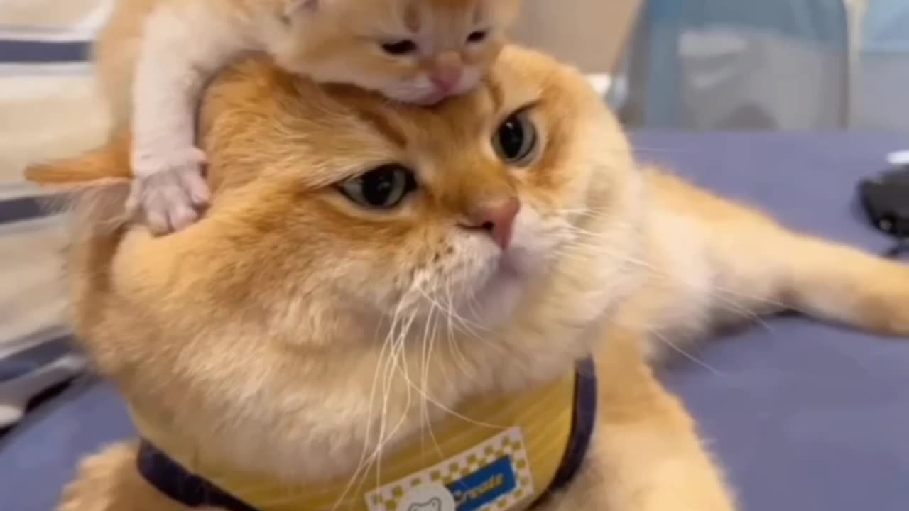 Cute cat video