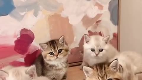 omg cute cats video