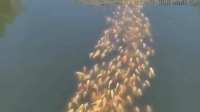 School of Koi Fish Follow Duck