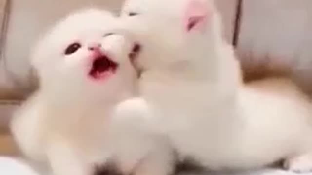 cute little cat |😭😭💕❤2022
