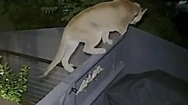 Mountain lion explores backyard in the Hollywood Hills.