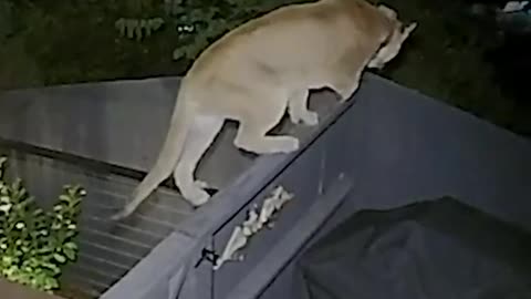 Mountain lion explores backyard in the Hollywood Hills.