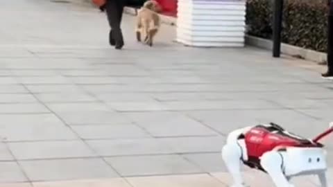 Prank with dogs