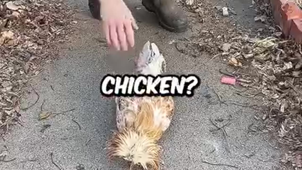 Leave The Wildlife Alone Idiots