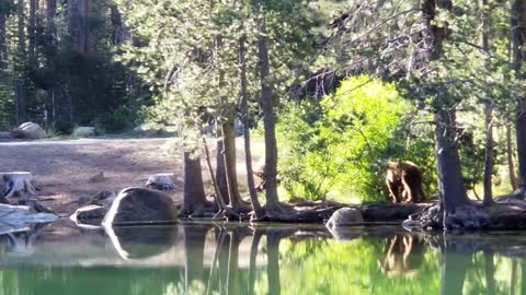 Mama Bear and Cub Spotted at Donner Lake ツ