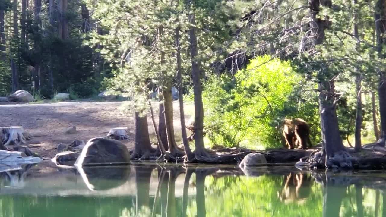 Mama Bear and Cub Spotted at Donner Lake ツ