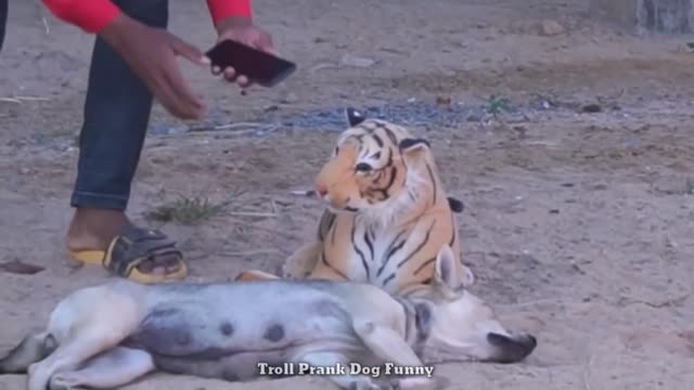 fake tiger prank | Monkey-Dog-Cat | Rapha Prank Daily | Troll Prank Dog Funny