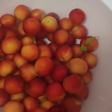 Washing plums for pie