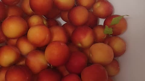 Washing plums for pie