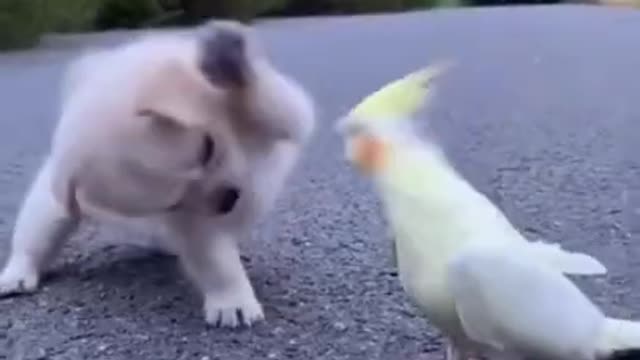 A dog playing with a bird