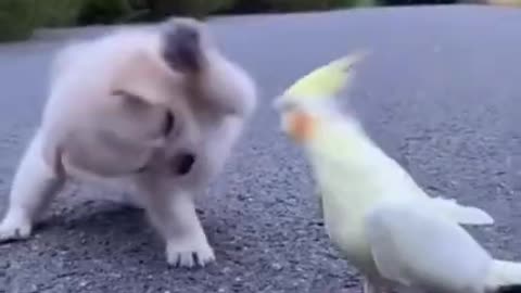 A dog playing with a bird