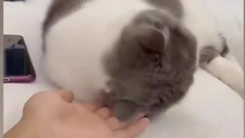 Cute cat 🐈 very nice video